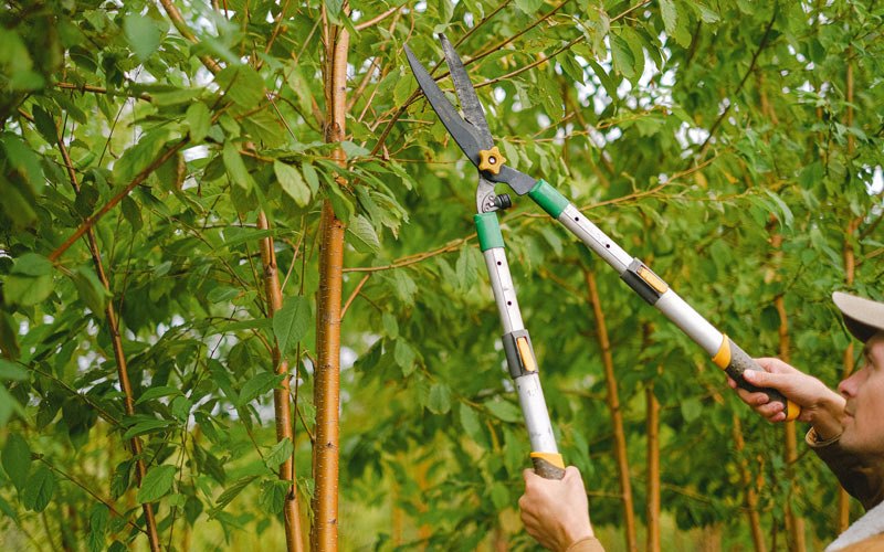 Tree trimming in Dexter, IA